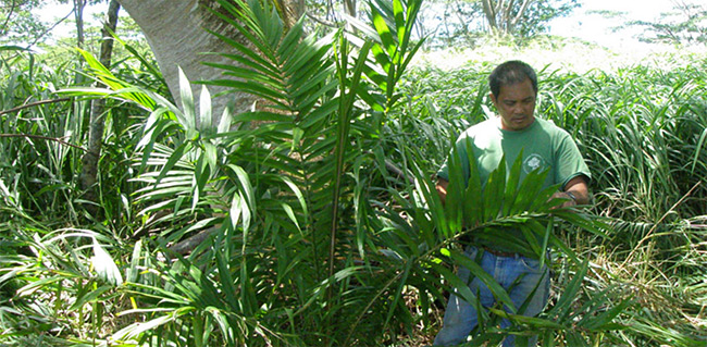 Some of the many tropical trees found at Hale Kua Gardens, Kauai, Hawaii