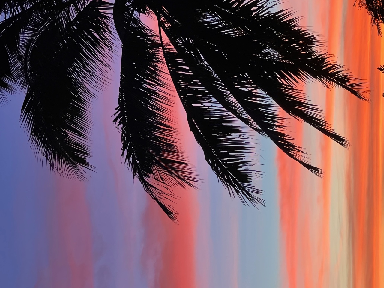 Palm Sunset